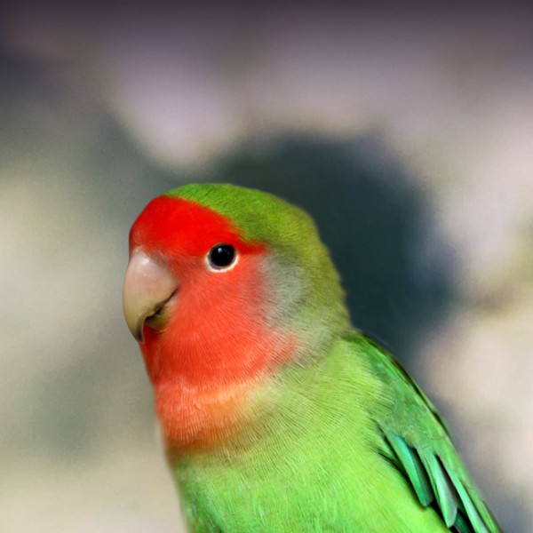 PEACH-FACED LOVEBIRDS - KnowAnimal.com