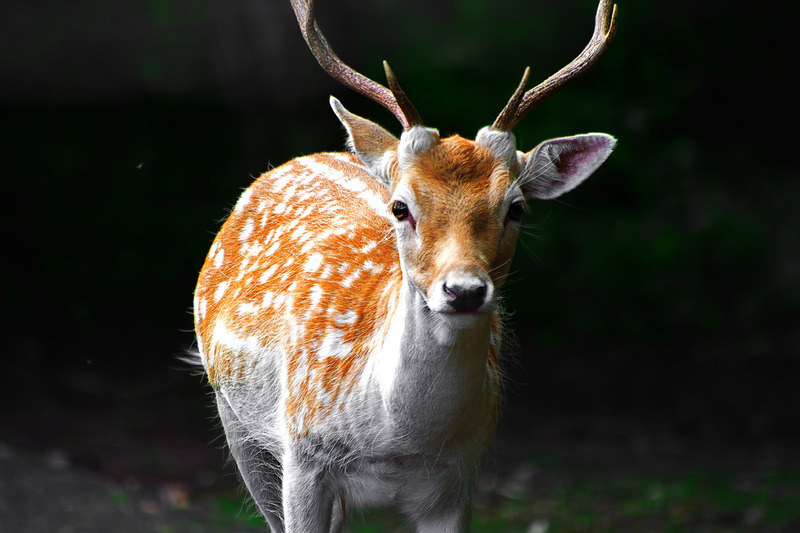 Is The Deer Niche Right For You? Find Out Now! - 2vkvtlq