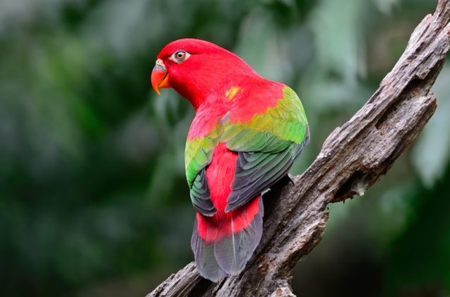 CHATTERING LORIKEET - KnowAnimal.com